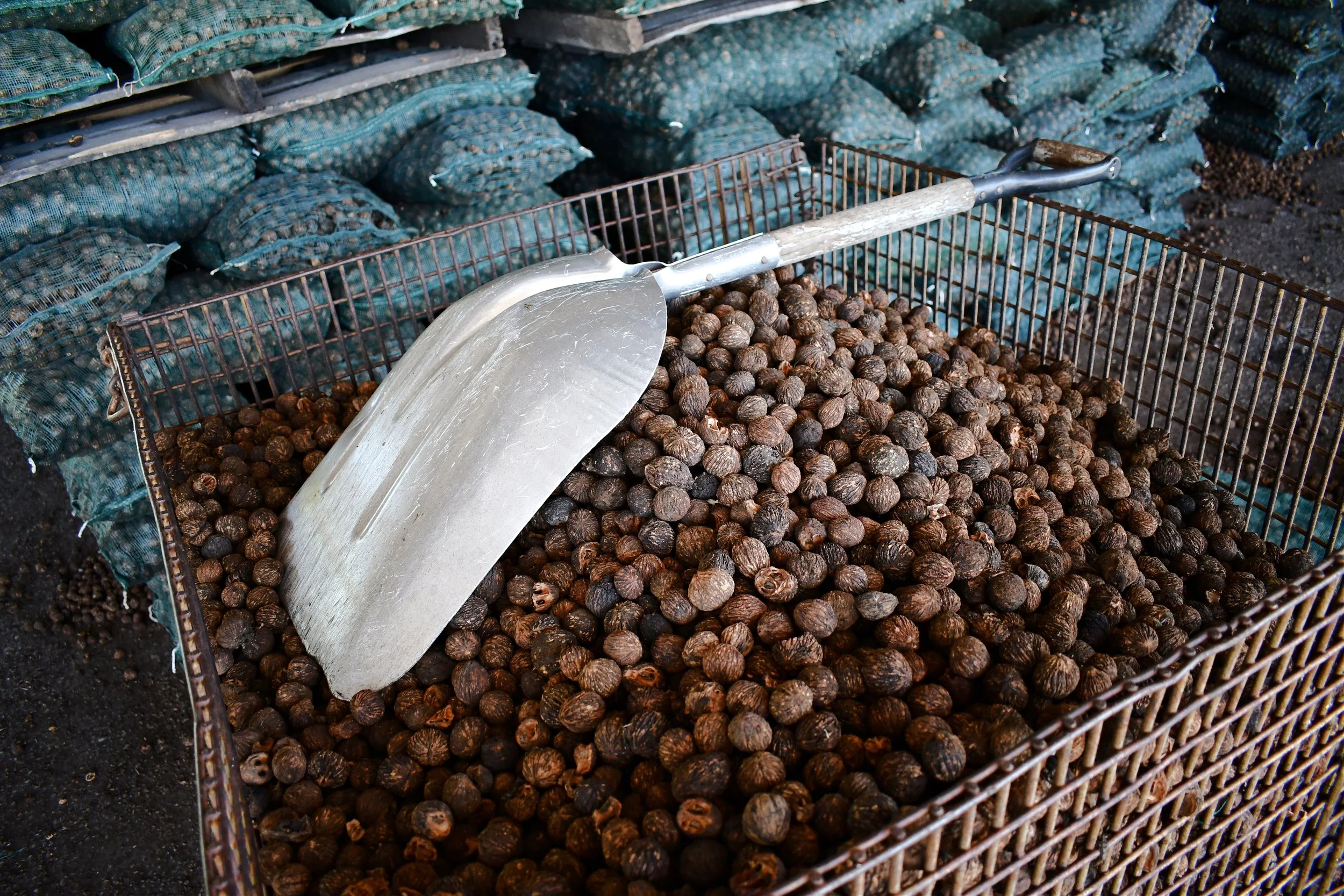 Stockton's Black Walnut Festival, a “native” Ozarks tradition